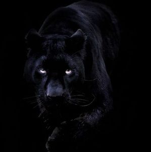 Meet your Posher, Teresa